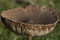 Free Wild English Forest Mushrooms Growing In Autumn Stock Images - 1551164