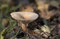Free Wild English Forest Mushrooms Growing In Autumn Royalty Free Stock Photo - 1551165