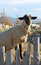 Free Sheep And Fence Stock Photography - 1551362