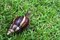 Free Snail Royalty Free Stock Photos - 1555698