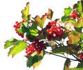 Free Twig Of A Snowball Tree 1 Stock Photo - 1561820