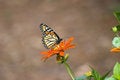 Free Monarch On Orange Zinnia Royalty Free Stock Photography - 1562537