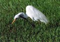 Free Great Egret Stock Photography - 1563062