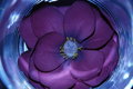Free Flower In Glass Royalty Free Stock Images - 1563209