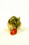 Free Hamster 2 Stock Images - 1561894