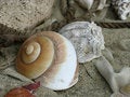 Free Shell On Beach Royalty Free Stock Images - 15609009