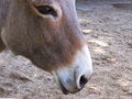 Free DONKEY-HAVEN-GUESSES Stock Images - 1570154