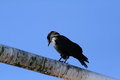 Free Crow On A Pole Stock Images - 1571634