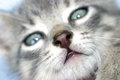 Free Kitten S Nose Stock Image - 1576621