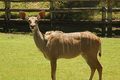 Free Deer Stock Image - 1577201