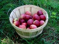 Free A Barrel With Apples Stock Photo - 1577240