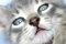 Free Kitten S Nose Stock Image - 1576621
