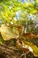 Free Fall Leaves Royalty Free Stock Photo - 1577395