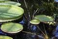 Free Victoria Amazonica Leaves On Water Royalty Free Stock Image - 15718996