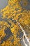 Free Autumn Aspens Royalty Free Stock Images - 15798189