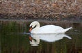 Free Swan Collecting Food Stock Photos - 1580223