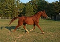 Free Arabian Gelding Royalty Free Stock Photo - 1582825
