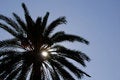 Free Palm Tree Silhouette Stock Photography - 1582882