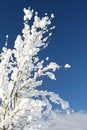 Free Snowy Shrub Royalty Free Stock Image - 1584276