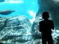 Free Water Mammal! Stock Photo - 1584890