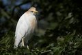 Free Great Egret Royalty Free Stock Images - 1585599