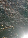 Free Beech Twigs Against Lake Royalty Free Stock Photo - 1587245