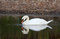 Free Swan Collecting Food Stock Photos - 1580223
