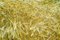 Free Wheat Field Royalty Free Stock Photography - 1583107