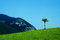 Free Single Tree Royalty Free Stock Images - 1583119