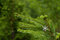 Free Natural Cristmas Tree Stock Images - 1583224