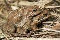 Free Frogs Royalty Free Stock Image - 15819116