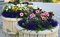 Free Flowers Royalty Free Stock Images - 15812199
