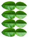 Free Lime Leaves Stock Photos - 15853153