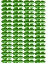 Free Lime Leaves Royalty Free Stock Photo - 15853155