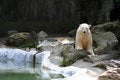 Free Active Polar Bear Royalty Free Stock Photo - 1590285