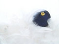 Free Blue Ornaments In  Feathers Stock Image - 1591471