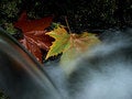 Free Autumn I. Royalty Free Stock Image - 1596306
