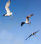 Free White Seagulls Flying Royalty Free Stock Photo - 15998605