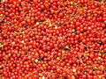 Free Currants 2 Royalty Free Stock Images - 160079