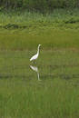 Free Egret Royalty Free Stock Photos - 166858