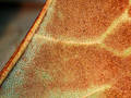 Free Leaf Detail Royalty Free Stock Photo - 168485
