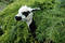 Free Llama Stock Image - 161371