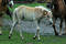 Free Young Pony Royalty Free Stock Photo - 161375