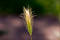 Free Spike Stock Images - 164004