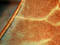 Free Leaf Detail Royalty Free Stock Photo - 168485