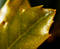 Free Shiny Spikey Leaf Stock Photography - 168522