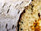 Free White Birch Wood Royalty Free Stock Image - 168566