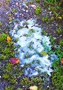 Free Frost Stock Photo - 1603050