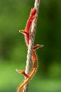 Free Red Stalk Stock Photo - 1605220