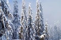 Free Snow Trees Royalty Free Stock Photo - 1607905